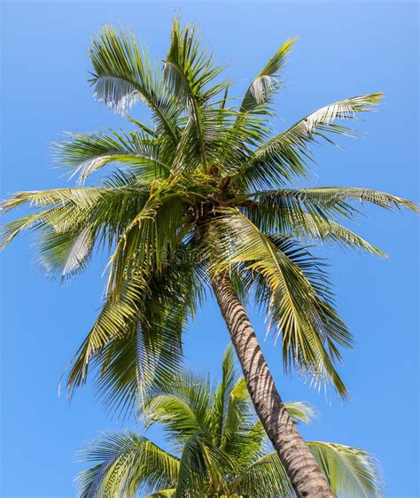 Large Green Branches On Coconut Trees Against The Sky Stock Image