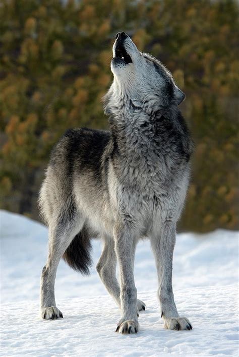 Howling Wolf Digital Art By Mark Newman Pixels