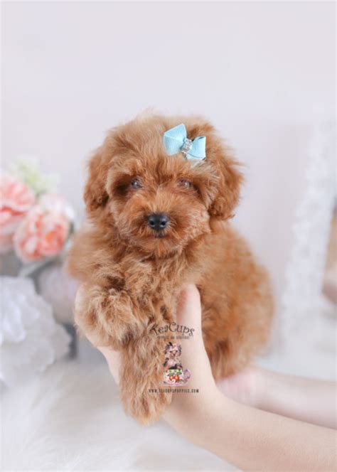 We pair breeders with you. Teacup and Toy Poodle Puppies | Teacups, Puppies & Boutique