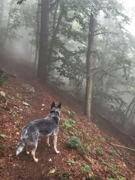 Loyal to a fault and. 200 best images about Blues & Rotties on Pinterest | Blue ...