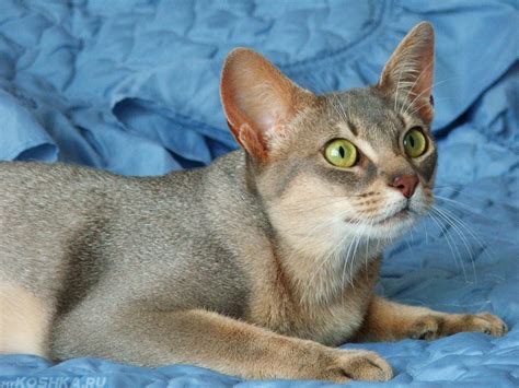 Абиссинская кошка описание породы и характера отзывы