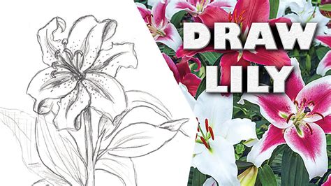 How To Draw Oriental Lily Step By Step Drawing Tutorial Guided