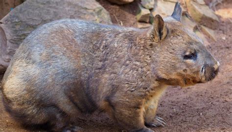 34 facts about the northern hairy nosed wombat [2024]