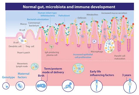 Gut Microbiota And Immune System All In One Photos