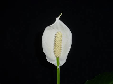 5 Reasons Your Peace Lily Flower Is Turning Green And What To Do Soak