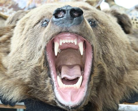 Public Domain Picture Grizzly Bear Head Id 13975761614060