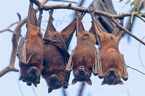 Why Do Bats Hang Upside Down And Do They Always Turn Left When Exiting