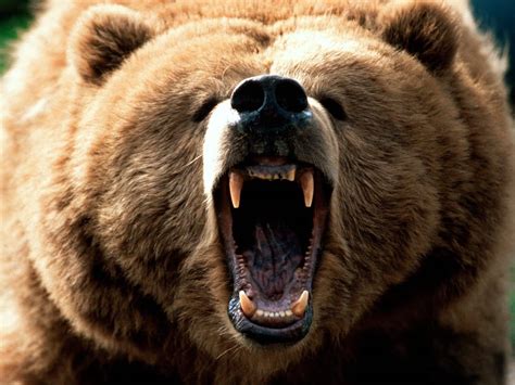 Funny Animals Funny Pictures Grizzly Bear Funny Image