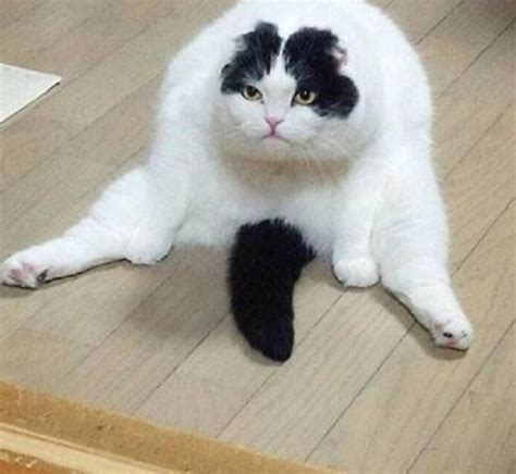 Ten Cats Who Have Suddenly Discovered The Joy Of Having A Tail