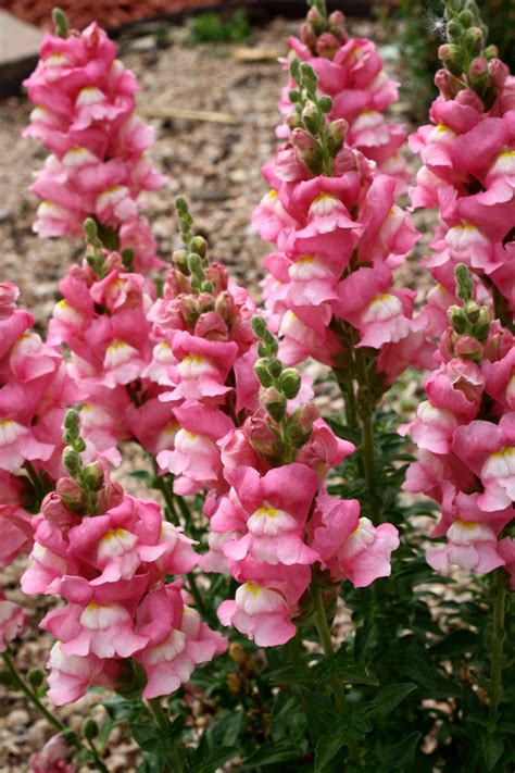Pink Snapdragon Flowers Picture Free Photograph Snapdragon Flowers