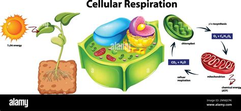 Plant Cell Anatomy Structure Illustration Stock Vector Image And Art Alamy