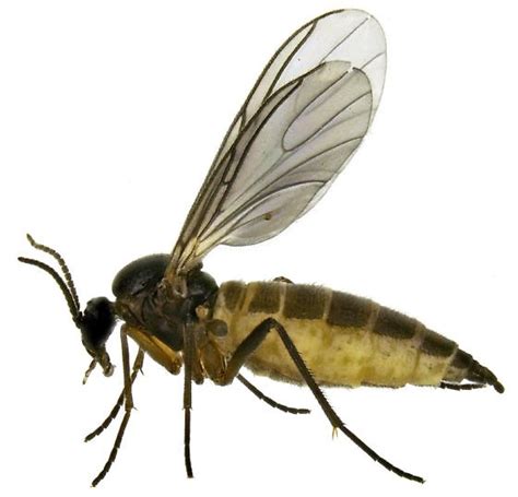 Female Sciaridae Bugguidenet