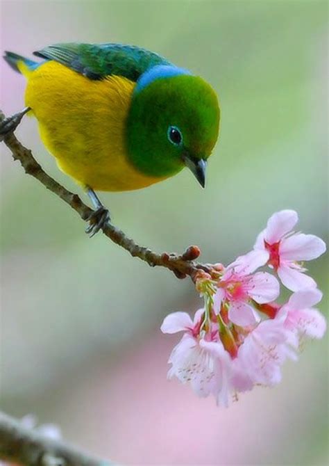 Beautiful Birds🐦 Birds Foto 42649215 Fanpop