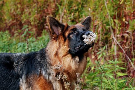 Hd Wallpaper Schäfer Dog German Shepherd Pet Animal Dog Breeds