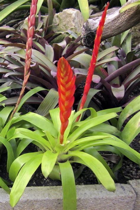 Master Gardener Plant A Pineapple — Or Another Spectacular Bromeliad
