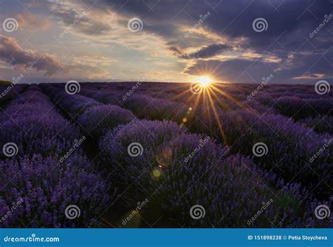 Sunrise And Dramatic Clouds Over Lavender Field Lavendar Field Sunset