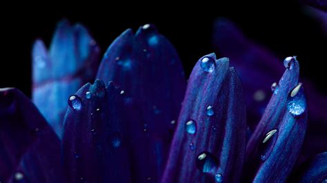 Blue Flower Wallpaper 4k Petals Macro Vivid