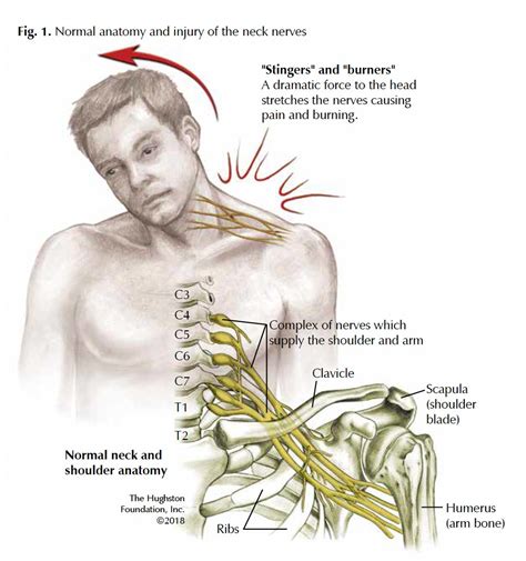 The shoulder joint has the most range of motion of any joint on the human body, and it needs all these nuanced muscles to make that possible. Diagram Of Bones In Neck And Shoulder - Neck Anatomy Britannica - The column of the neck bones ...