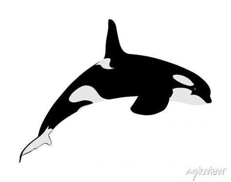 Killer Whale Jumping Out Of Water Vector Illustration Isolated Wall
