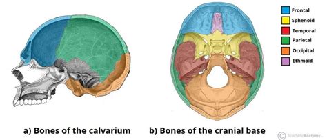 The Frontal Bone Landmarks Articulations Teachmeanatomy