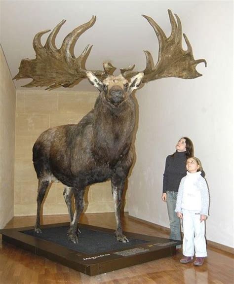 The Irish Elk Is The Largest Species Of Deer To Ever Exist Standing At
