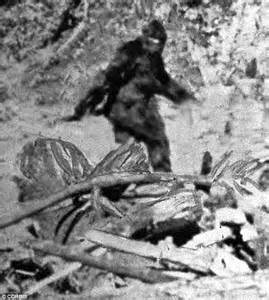 Bigfoot Expert Claims Video Is Compelling Evidence Until He Probes