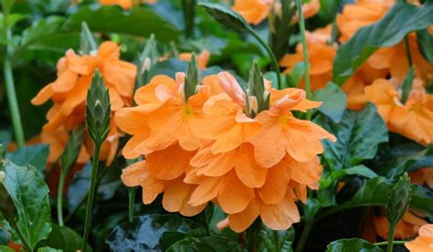 Crossandra Flowers Facts Uses Tips To Grow And Care Tips