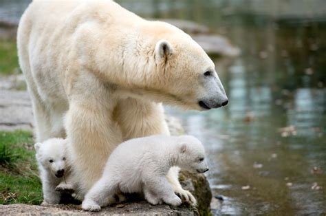 German Zoos Polar Bear Twins Make Public Debut Daily Mail Online