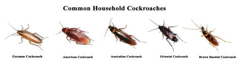 Wild rabbits are a serious mammalian pest and invasive species in australia causing millions of dollars of damage to crops. Pest Control Cockroaches -Tahmoor Pest Control Cockroach ...