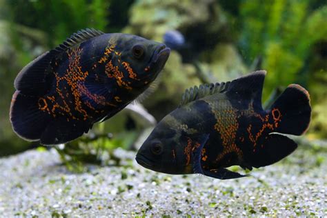Freshwater Life Facts About The Brilliant Oscar Fish Seatech Aquariums