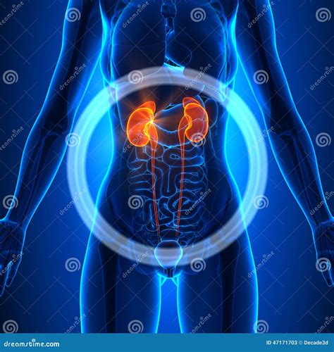 Kidneys Female Organs Human Anatomy Stock Illustration