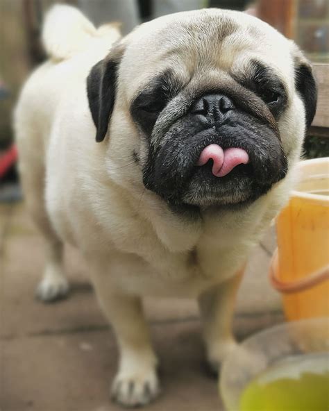 Hd Wallpaper Pug Pugs Dog Tongue Lick Cute Animals Pet One