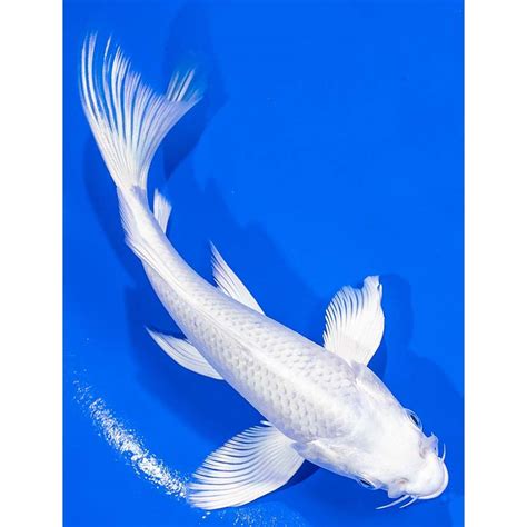 6 Platinum Ogon Butterfly Koi Koi Fish For Sale