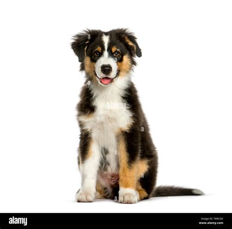 Australian Shepherd 4 Months Old Sitting In Front Of White Background