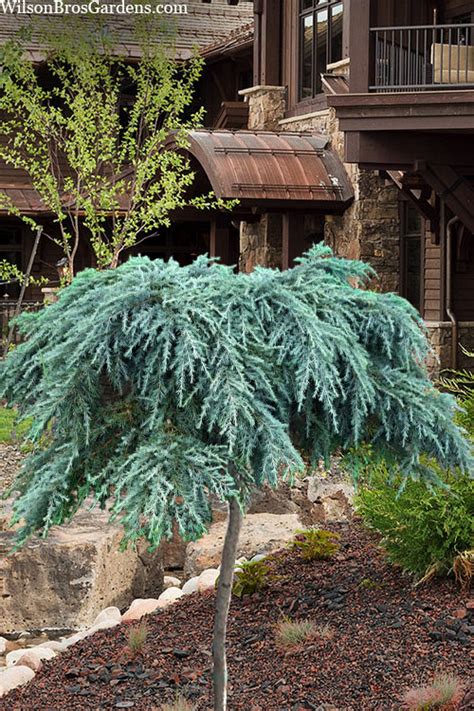 Buy Feelin Blue Weeping Deodar Cedar Topiary Tree Free Shipping