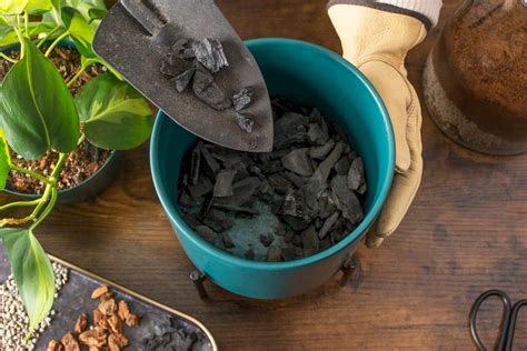 The Complete Guide To Activated Charcoal In Horticulture Supermoss