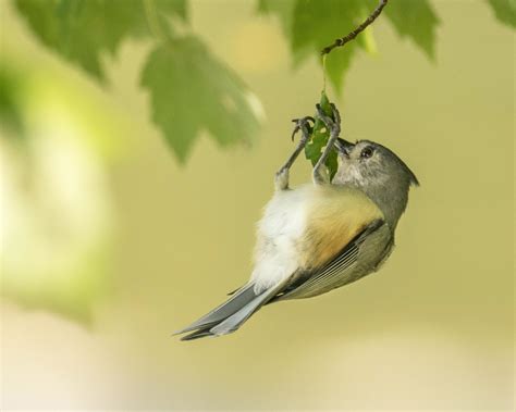 Hangin Oglebay Park Wv Thomas Flickr