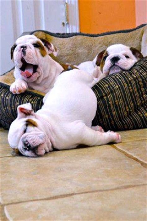18 Hilarious Photos That Prove English Bulldogs Can Sleep Absolutely
