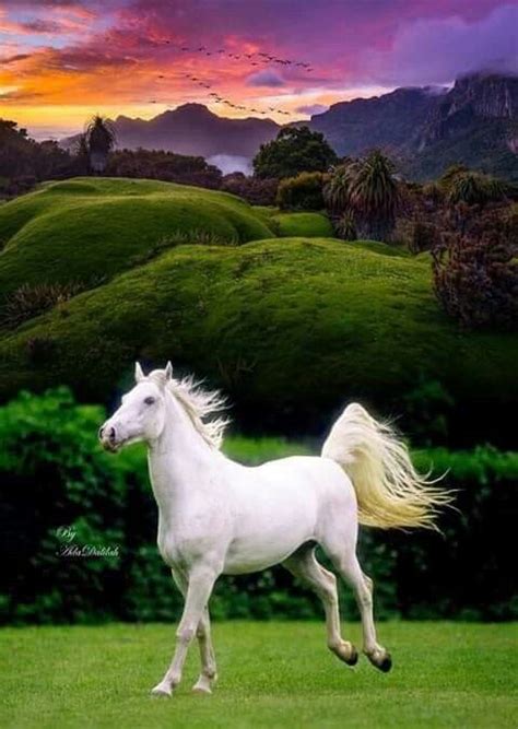 35 Gambar Kuda Putih Keren Ani Gambar