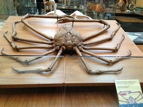 Worlds Largest Crab Picture Of Kelvingrove Art Gallery And Museum