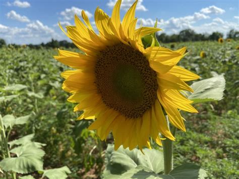 Photos In A Summer Like No Other Poolesville Sunflowers Stand Tall