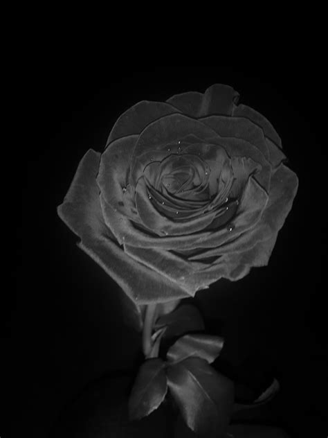 Fond Ecran Fond Decran Rose Fleur Noir Et Blanc