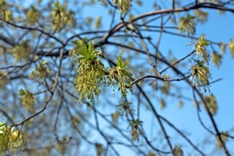 Green Spring Buds Ash Tree Stock Photo Image Of Shrub 39987236