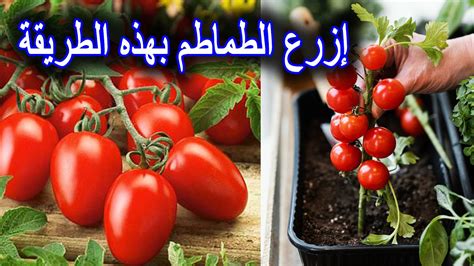 زراعة الطماطم في المنزل Youtube