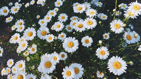 White And Yellow Daisies Growing In A Garden