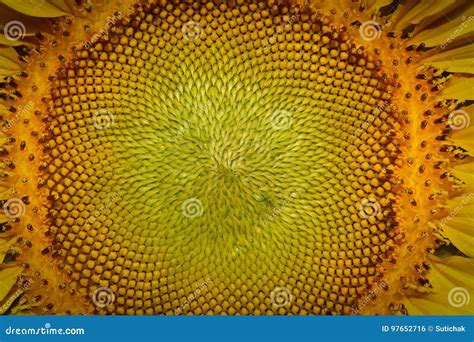 Beautiful Pollen Sunflower Flora Stock Photo Image Of Background