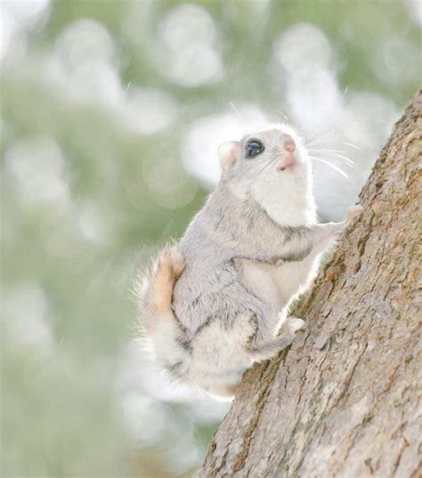 Japanese And Siberian Flying Squirrels Are Totally Adorable 12 Pics