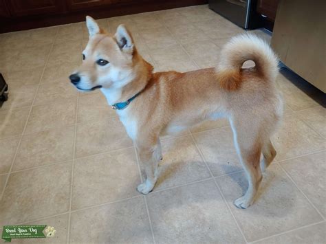 Red Shiba Inu Stud Dog In Southwest The United States Breed Your Dog