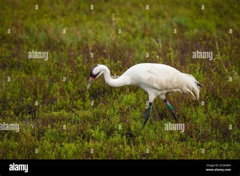 Whooping Crane Grus Americana In Winter Range Aransas National