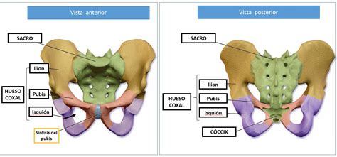 Anterior Posterior Pelvis